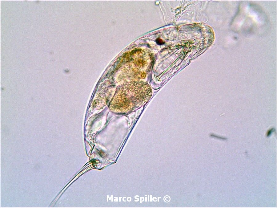 Trichocerca sp